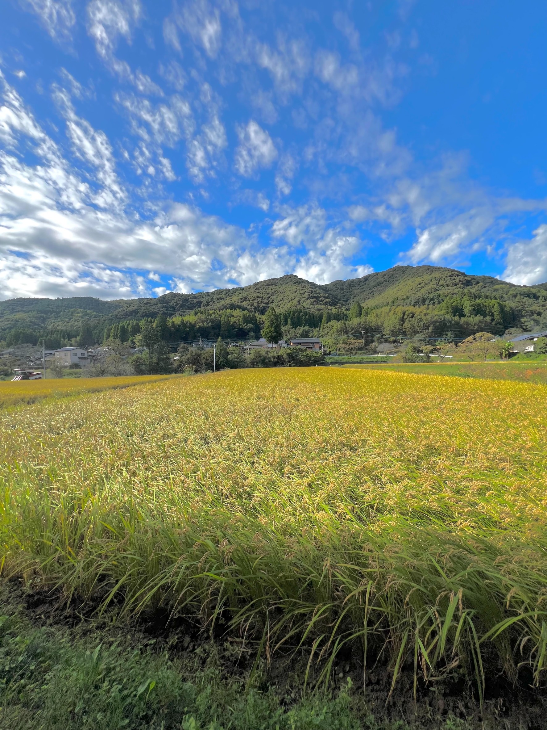 立派な🌾